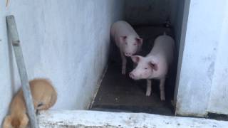 preview picture of video 'Our Back Yard Pig Farm - Porks first experience with Kitten'