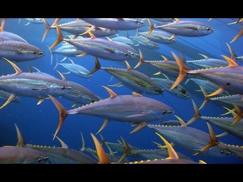 LMFL Fluid Mechanics Webinar: A. J. Smits