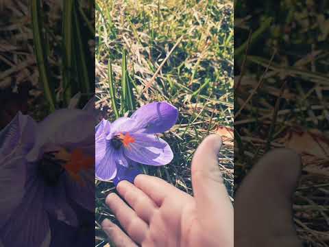 PEKE UN BITE⚘️🌹🐝🐝