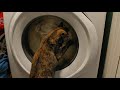 Cat Vs Washing Machine