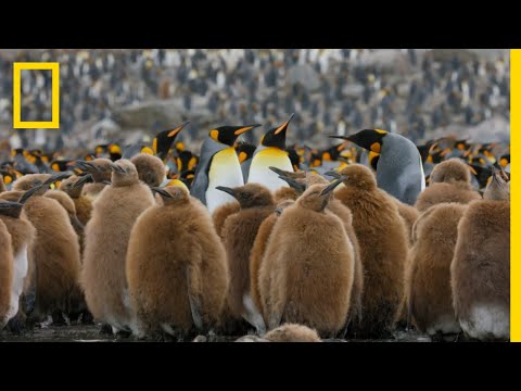 YouTube video about Discover the Newest Addition to the Online World - Penguin