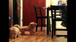 Dog tries to get bone