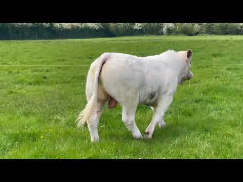 Charolais Bull - Image 2