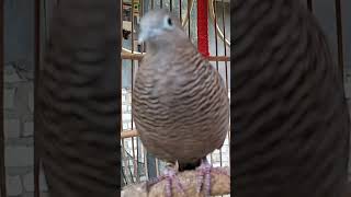 Download lagu Burung Perkutut Lokal Gacor Suara Kung Besar Pancing Burung Perkutut Agar Cepat Berkicau #shorts mp3