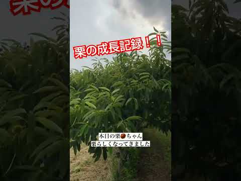幸運の栗 植物