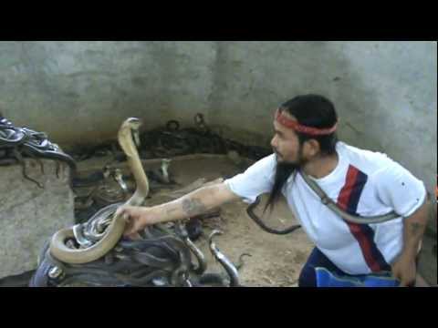 Man Selecting Cobras For Snake Show. Selection of snakes for the "snake show".Cobra SLAP