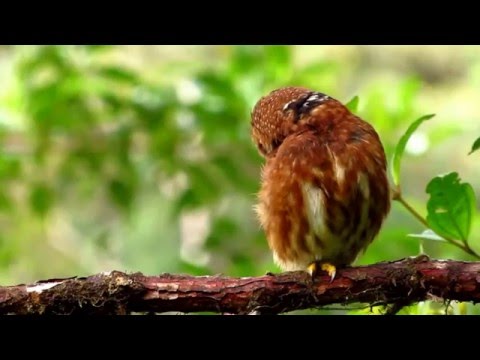 Glaucidium nubicola PNN Tatama Colombia