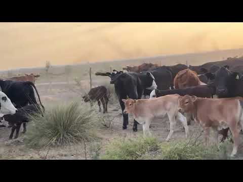 Casnem  - 100.vacas con cria  -  Zona: Villa Minetti, Santa Fe