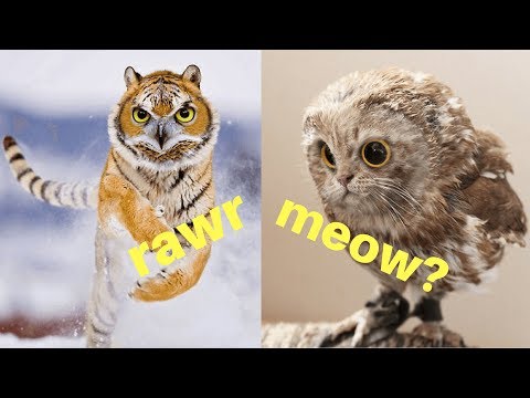 Unusual Cat And Bird Hybrid Mashup In Photoshop