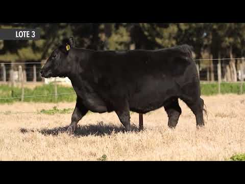 RUBETA FORJADORA 8021 - LOTE 3 - Remate de Cabaña La Rubeta -  Sábado 15-08-20