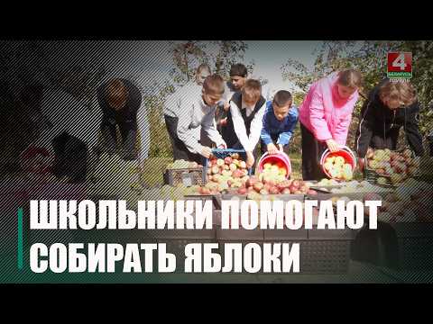 Более 2 тонн плодов собственного труда! В Руднятелешовской школе Гомельского района собирают рекордный урожай яблок