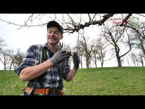 Der Umgang mit Besenreisern (Wasserschossern) - Praxistipps Naturpark Obst-Hügel-Land