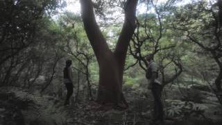 Jinja Safari - 'Peter Pan'