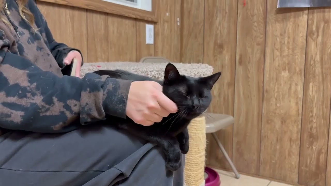 Enlarge Pip, a Adoptable Domestic Short Hair in Linden, NJ video 5/5