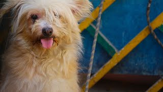 Havanese Health: Coping with Allergies and Sensitivities PART 1