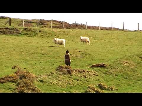 Catrin O'Neill - Bugail Aberdyfi (The Shepherd of Aberdovey)
