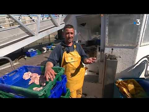 Le ras-le-bol de pêcheurs côtiers du Finistère. Les phoques viennent piller leurs filets