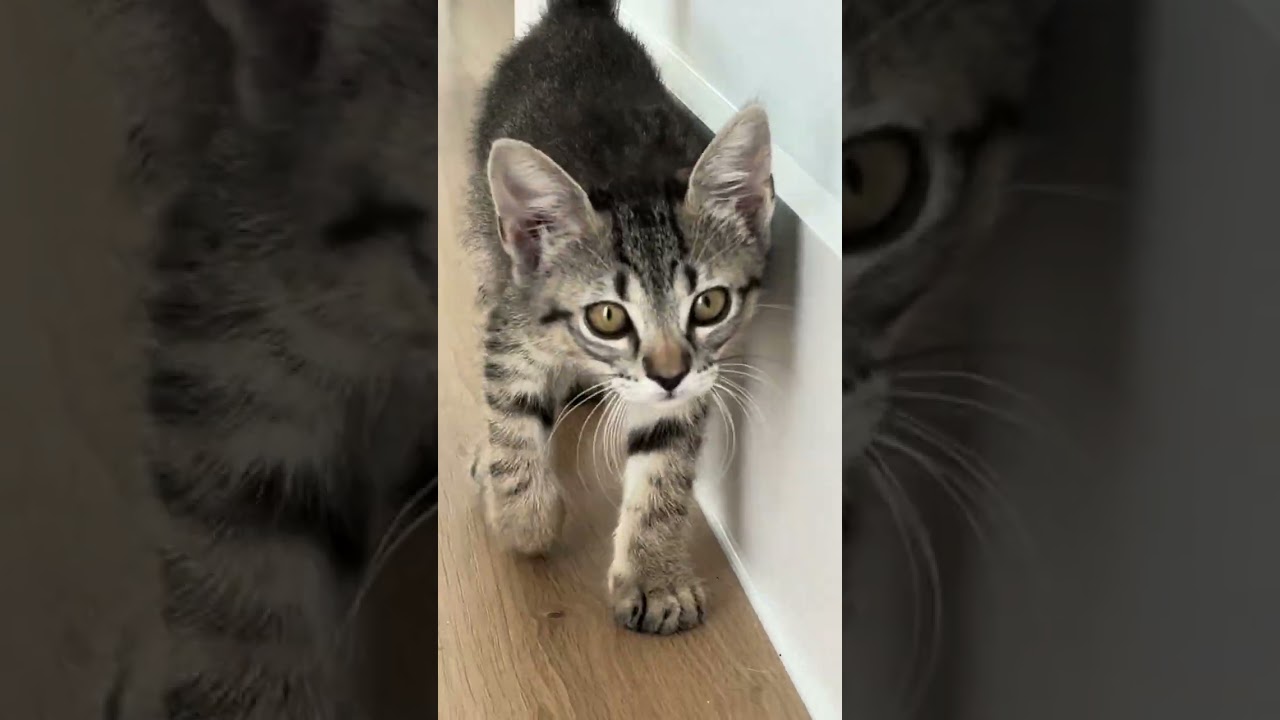 Enlarge Honey, an adopted Domestic Short Hair in Fort Worth, TX video 3/6