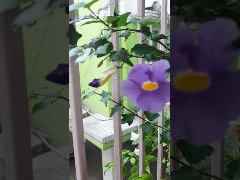 Beautiful flowers from my   balcony garden || Sharmistha's Creation|| Plz SUBSCRIBE my channel 🙏