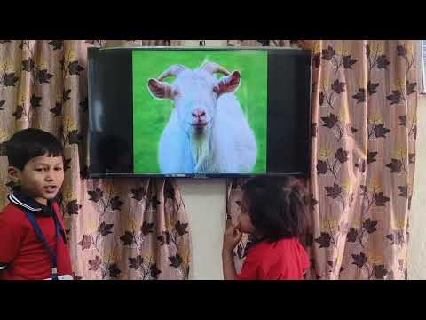 MUDASSIR KHAN AND UMAMAH ARE TELLING ANIMALS BIRDS AND INSECTS NAMES