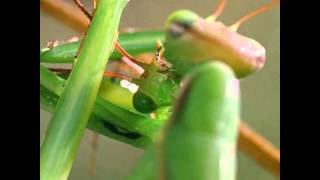 Praying Mantis eats the head of her mate during sex