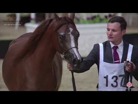 N.137 AL UWAYNAH - 22nd Qatar National 2019 - Yearling Fillies (Class 3C)