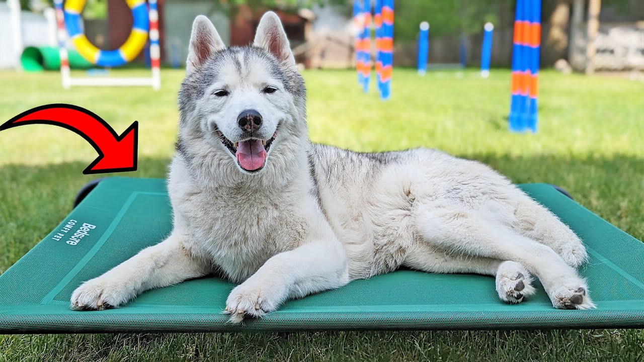 This Raised Pet Bed Will Make Your Dog Happy!