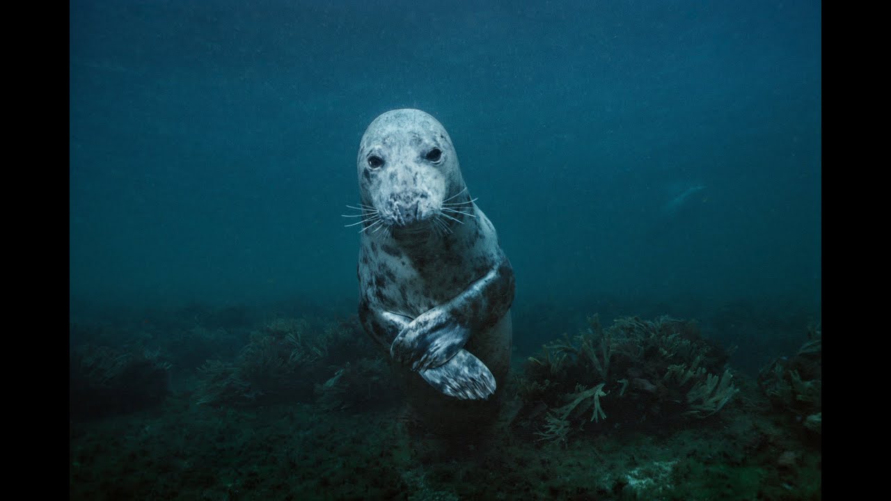 Sea Change: The Gulf of Maine, a NOVA Special Presentation - Preview