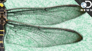 Shredding Bacteria With Technology From Insect Wings