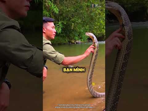 Bí Mật Về Chú Rắn Hổ Mang Đáng Yêu Nhất Thế Giới 🐍😱