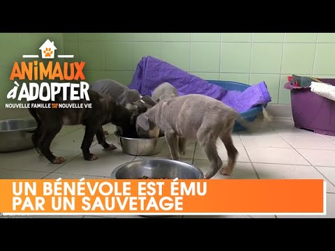 New Volunteer Moved by Rescue of Staffordshire Bull Terrier and Her Puppies - Animals for Adoption