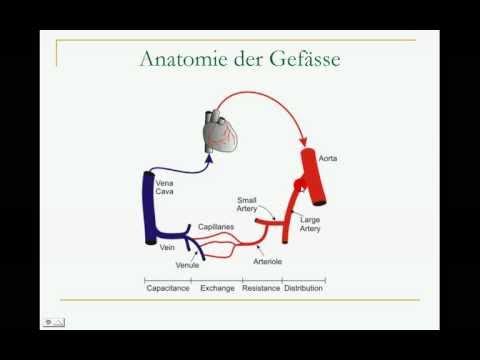 Die Pathogenese von Diabetes Typ 2 Ob Sojasauce ist für Diabetiker schädlich