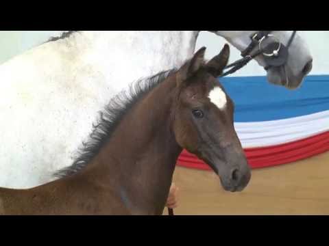 Holsteiner Fohlenauktion 2016 in Elmshorn - Nr. 14 v. Casall - Claudio