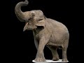 Trumpet Elephant