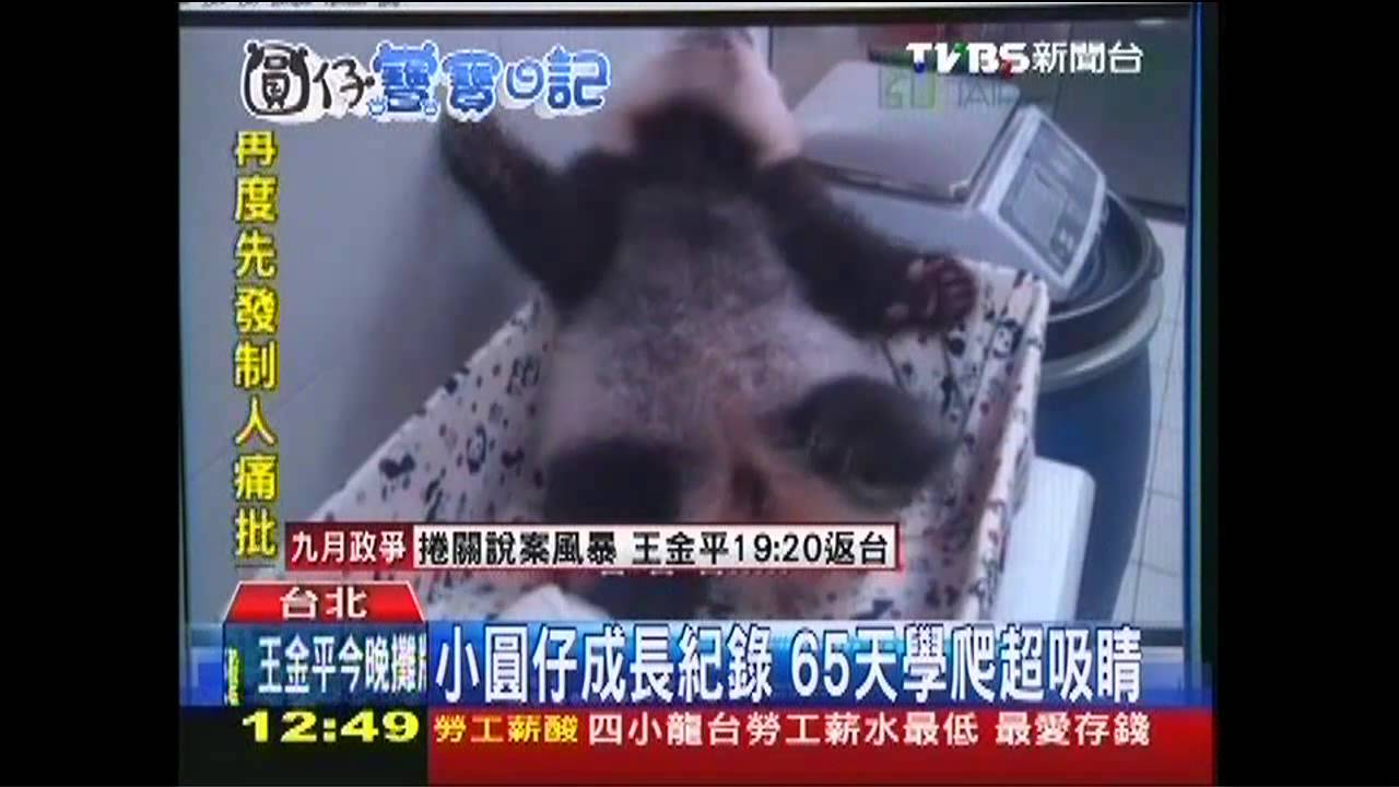看不過癮！　圓仔成長日記本尊僅20秒