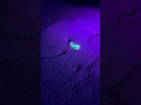 Finding fluorescent Scorpions in the desert at night with a black light #scorpion #desertlife