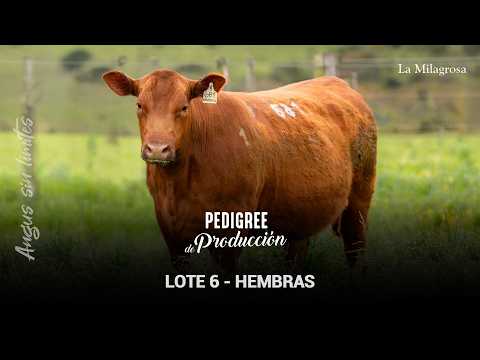 LOTE 6 VAQUILLONAS PREÑADAS LM 729 HUERFANA 136 – 703 PANDORA 253 TE – 705 PANDORA 253 TE