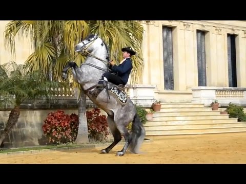 The Andalusian Horse