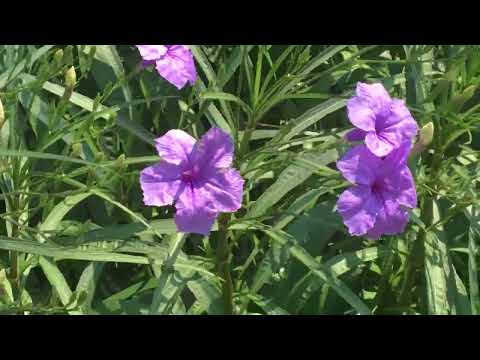 灰ヤナギ、灰色ヤナギ 植物