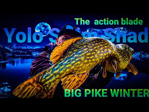 Quantum YOLO SWIM SHAD - CATCHING PIKE all year around