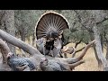 West Texas Wildlife And Outdoors Deer Sunrise Muledeer Turkey Whitetail Outdoors Nature