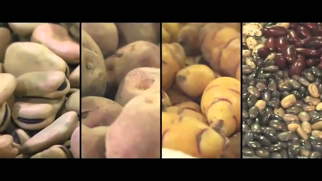 Trailer Desierto verde