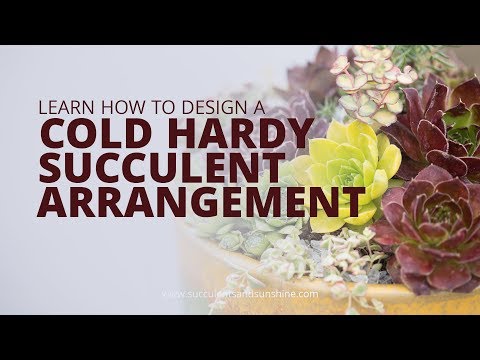 How to Create a Cold Hardy Succulent Arrangement
