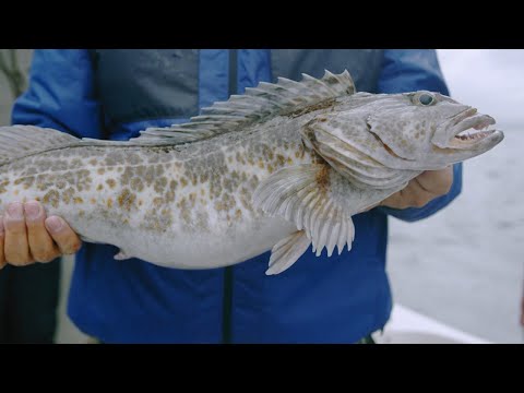 Fishing BC Presents: Year Round in Tofino with Cleanline Sportfishing