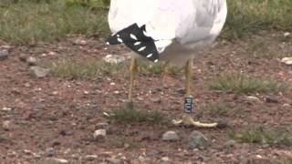 preview picture of video 'banded RING-BILLED GULL - Port Elgin, NB OCT 26/11'