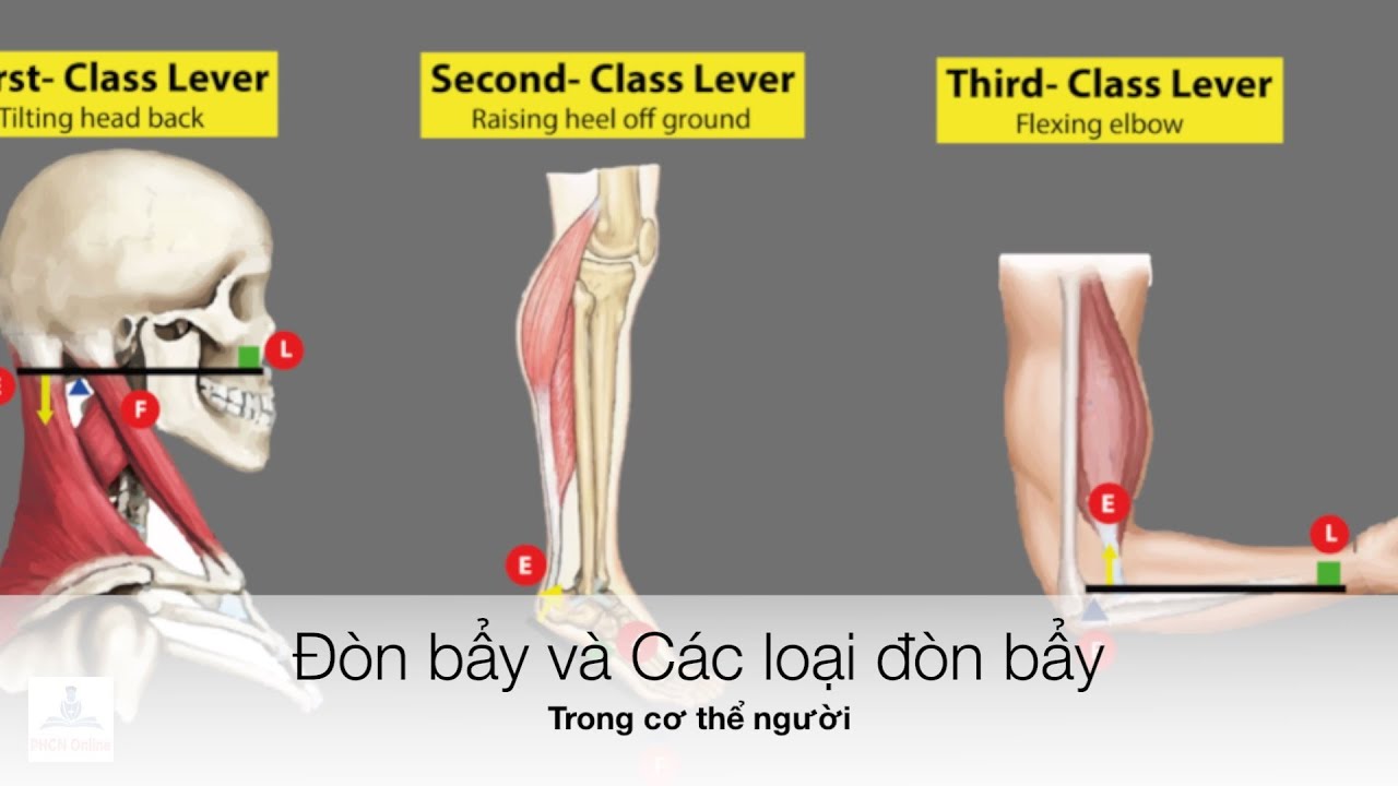 Đòn bẩy và các loại đòn bẩy trong cơ thể người