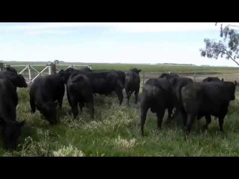 Toros PC Venta Particular