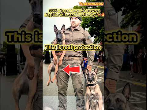 Dog training This is real protection # #k9 #pets #dogtraining #malinois