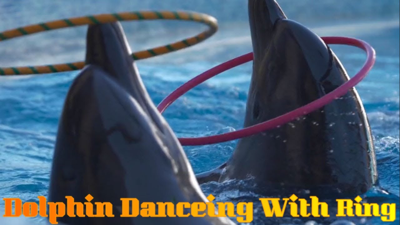 Spectacular Dolphin Dance with a Ring! Must-See Magic!  | Subscribe Now!  #fish #viralvideo #nature #dolphin #dance