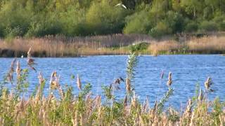 preview picture of video 'Whiskered Terns in Derbyshire'